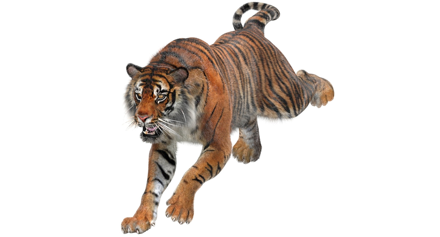 Animated Tiger 3D Model with Fur