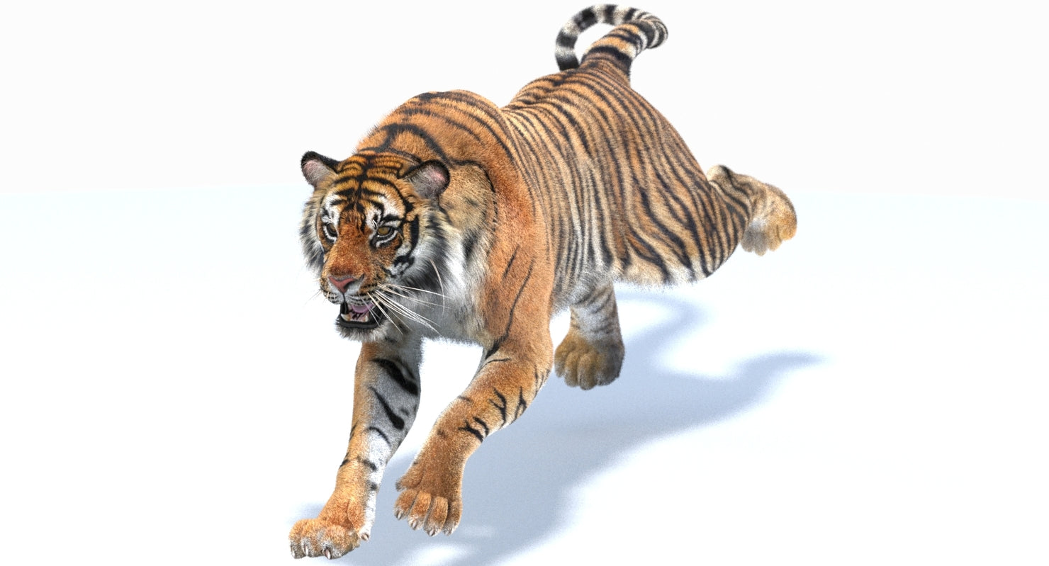 Animated Tiger 3D Model Running Cycle on White Background