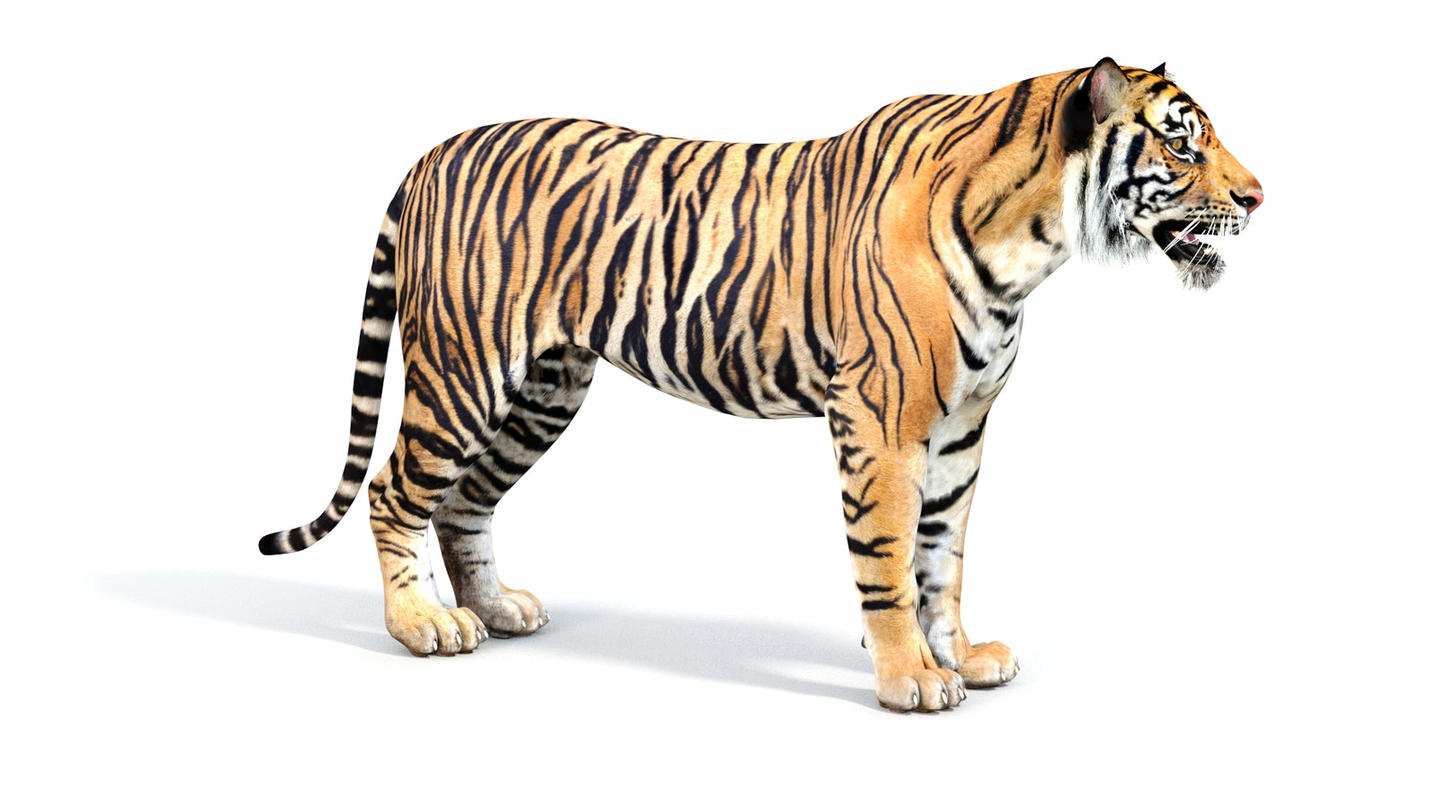 Realistic Tiger 3D Model 360° view 1 frame 6