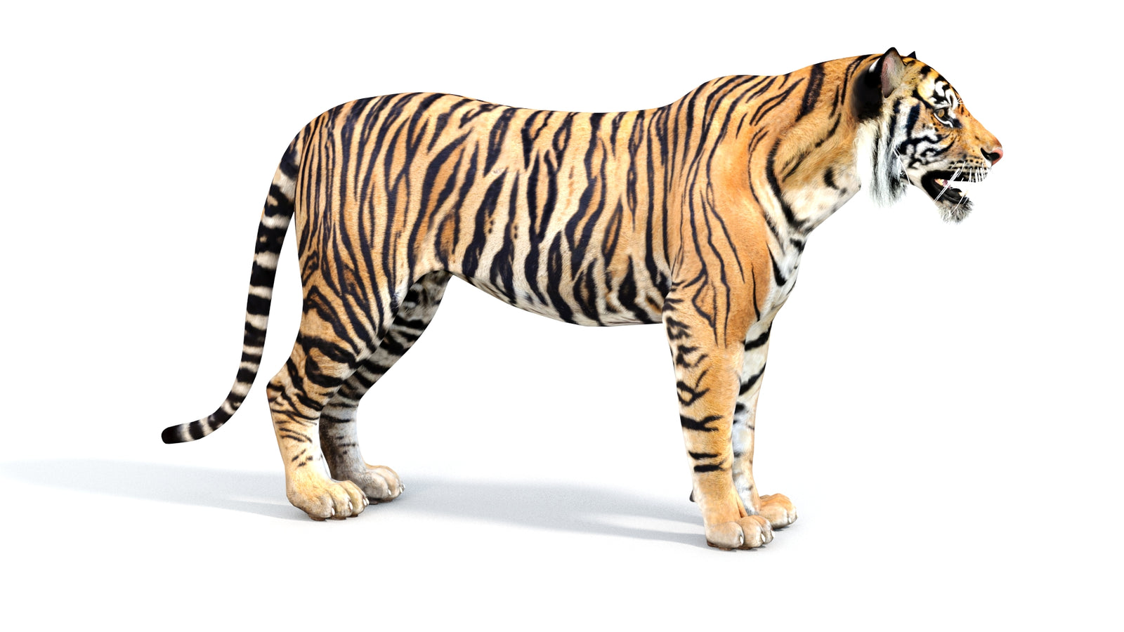 Realistic Tiger 3D Model 360° view 1 frame 7