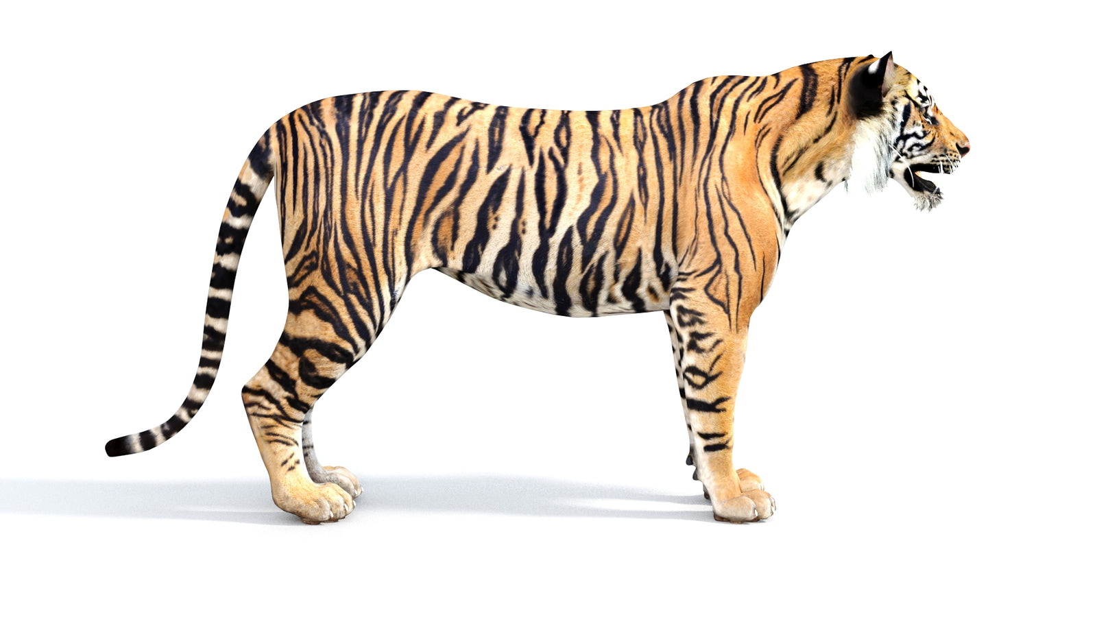 Realistic Tiger 3D Model 360° view 1 frame 9