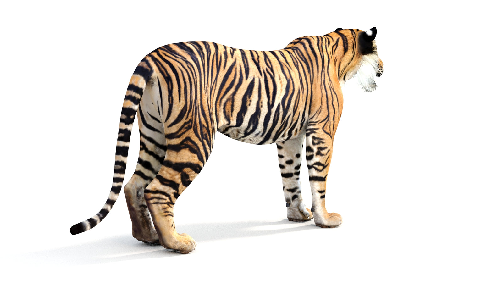 Realistic Tiger 3D Model 360° view 1 frame 13
