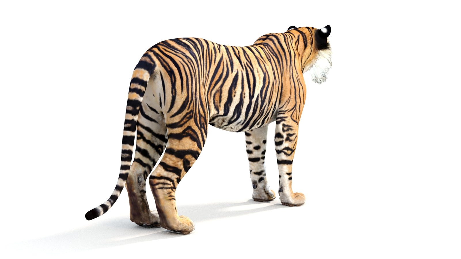 Realistic Tiger 3D Model 360° view 1 frame 14