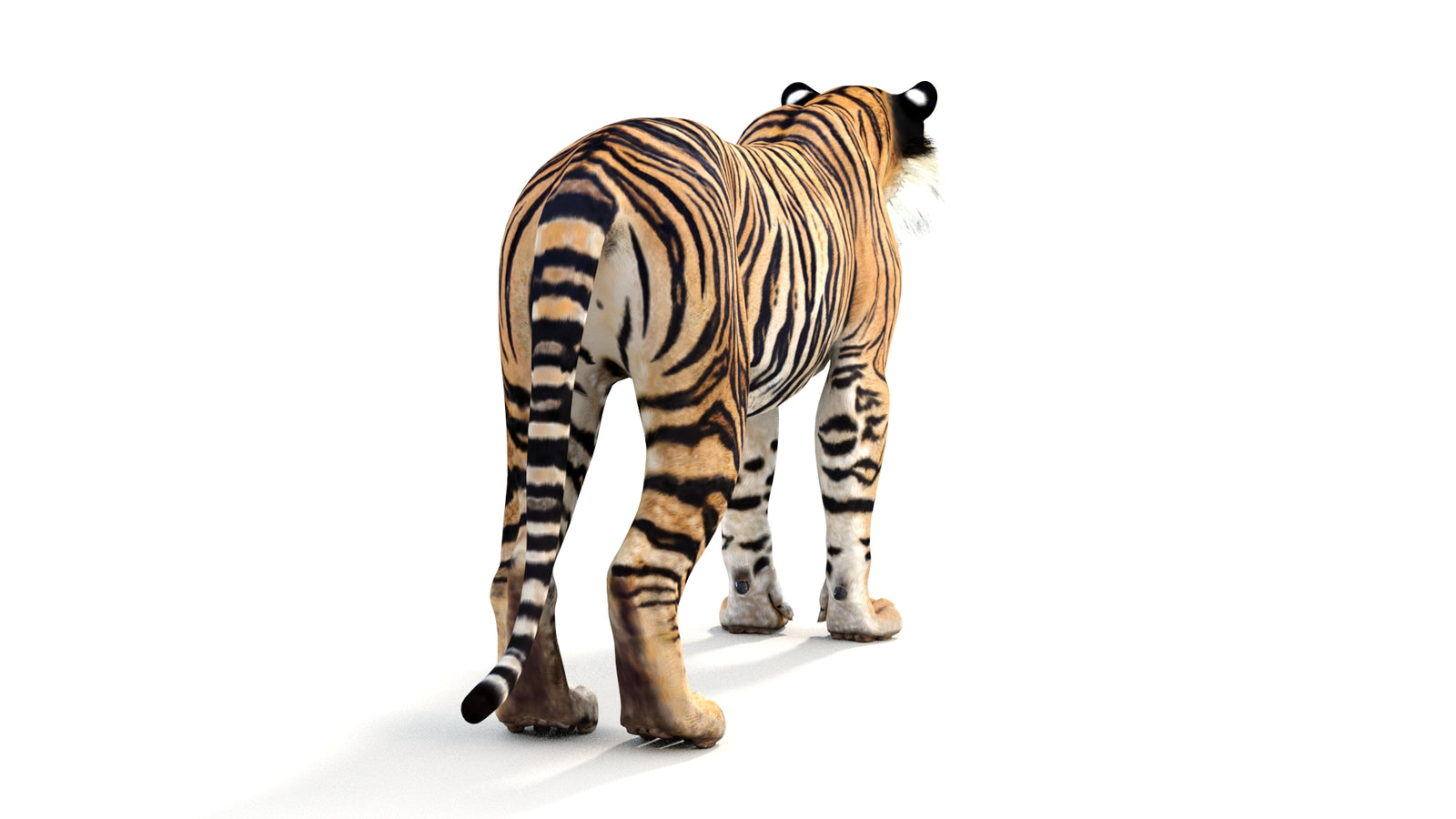 Realistic Tiger 3D Model 360° view 1 frame 16