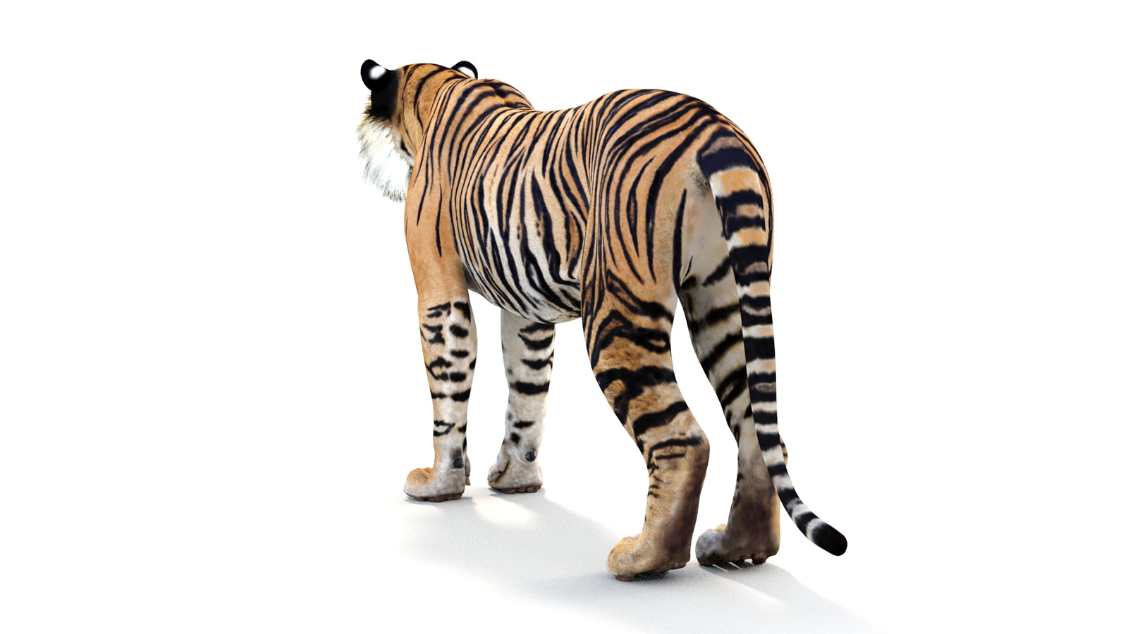 Realistic Tiger 3D Model 360° view 1 frame 21