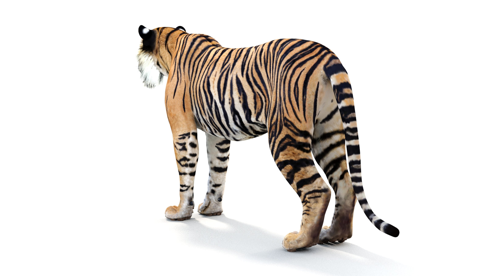 Realistic Tiger 3D Model 360° view 1 frame 22