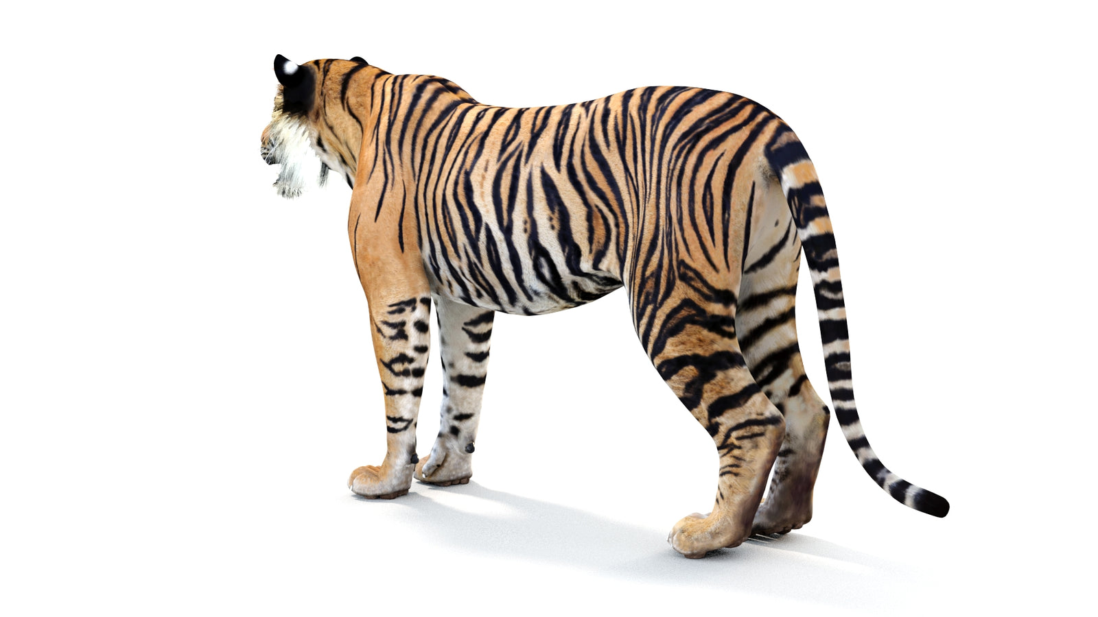 Realistic Tiger 3D Model 360° view 1 frame 23