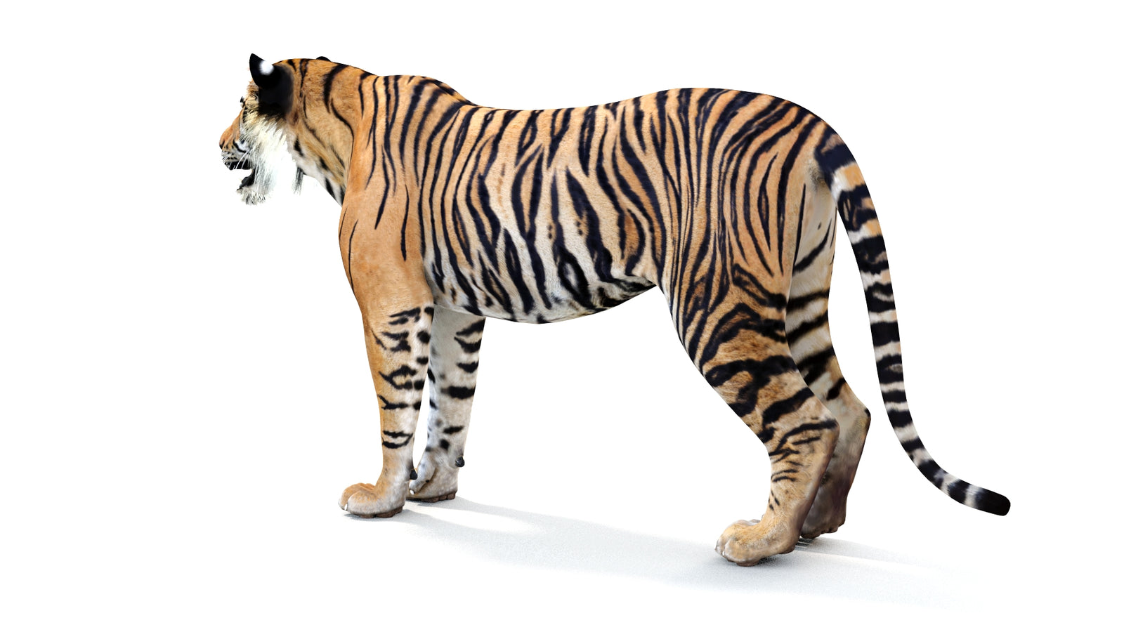 Realistic Tiger 3D Model 360° view 1 frame 24