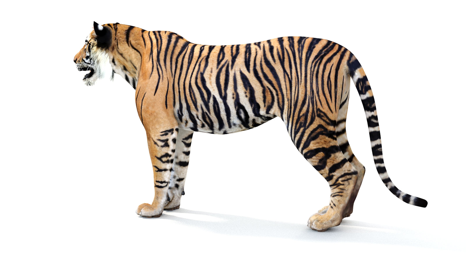 Realistic Tiger 3D Model 360° view 1 frame 25
