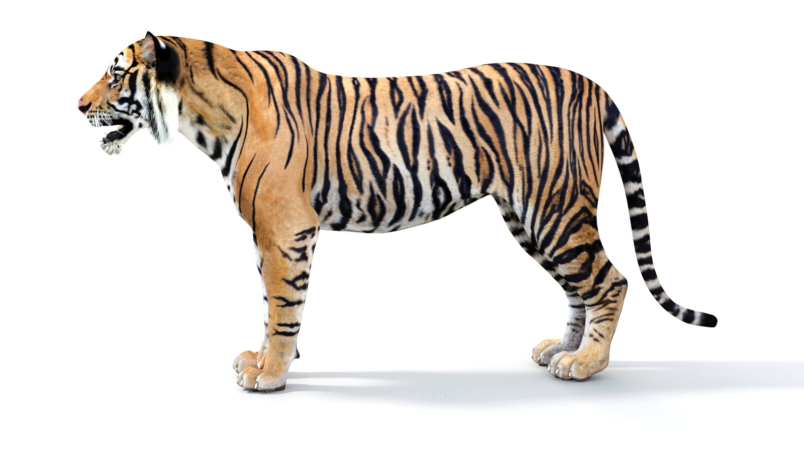 Realistic Tiger 3D Model 360° view 1 frame 28