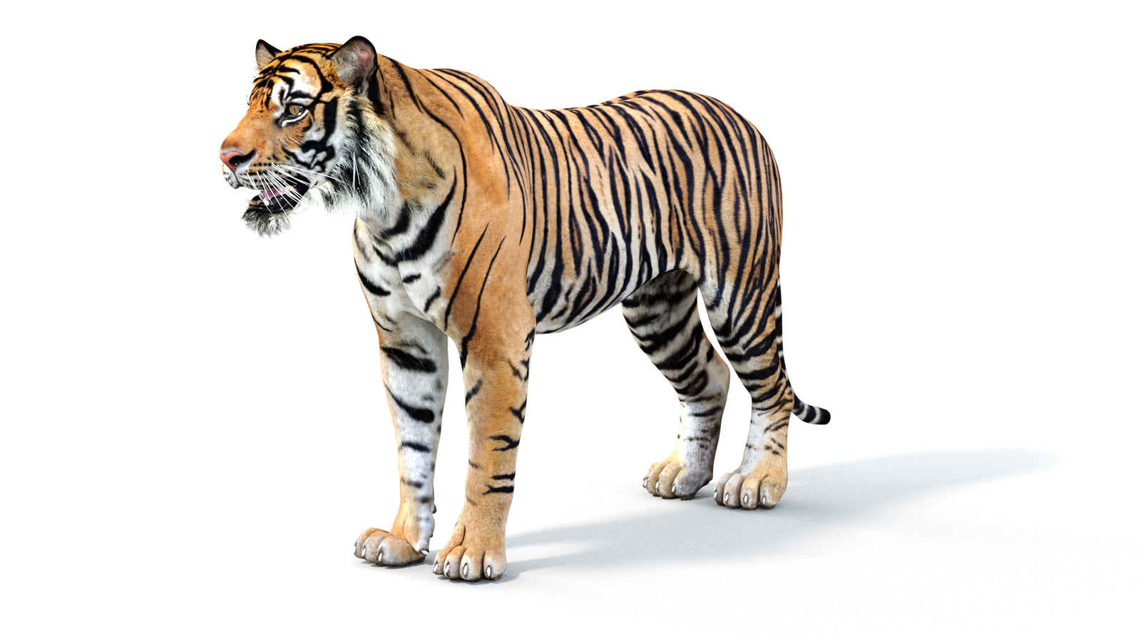 Realistic Tiger 3D Model 360° view 1 frame 32