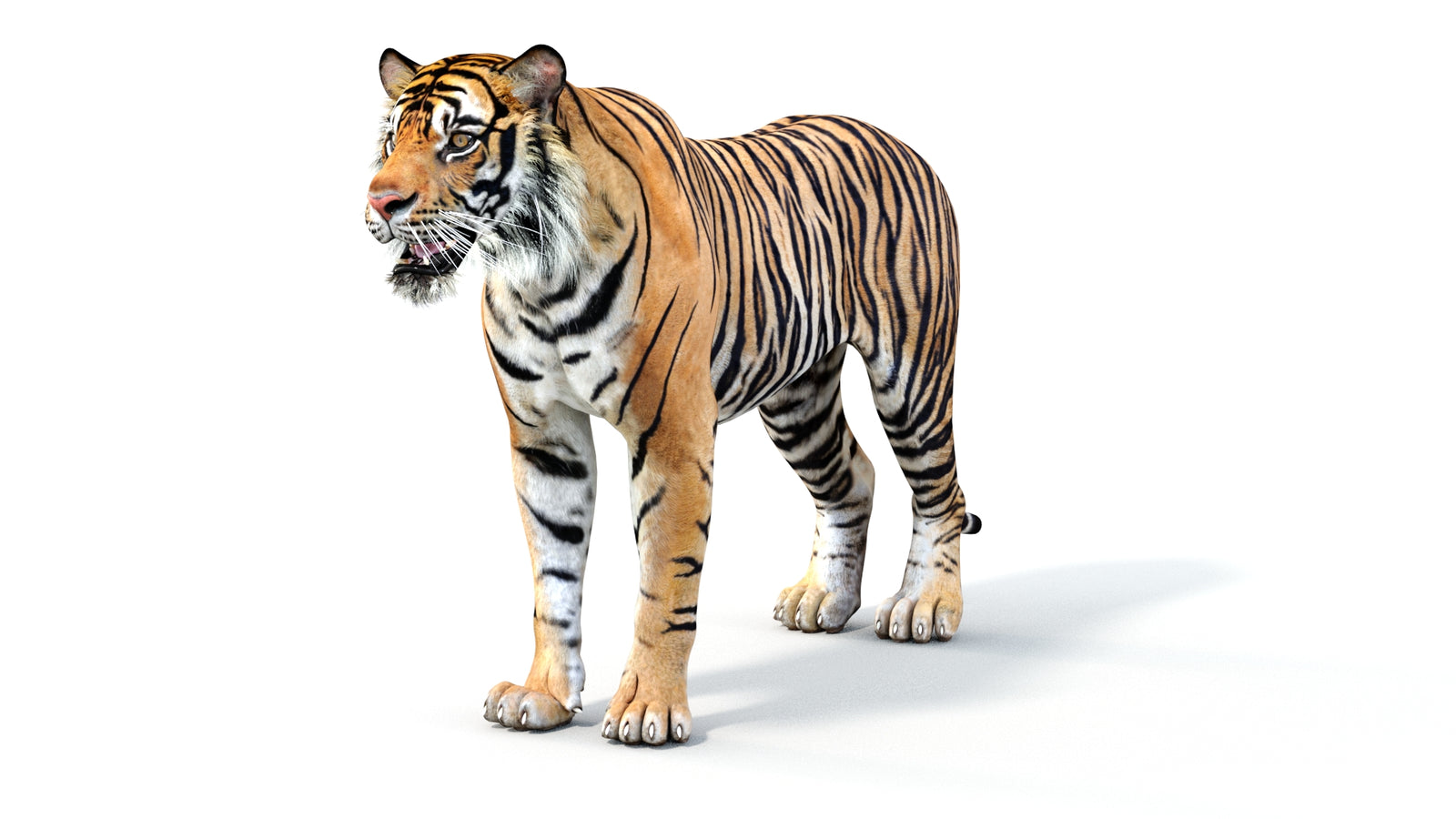 Realistic Tiger 3D Model 360° view 1 frame 33