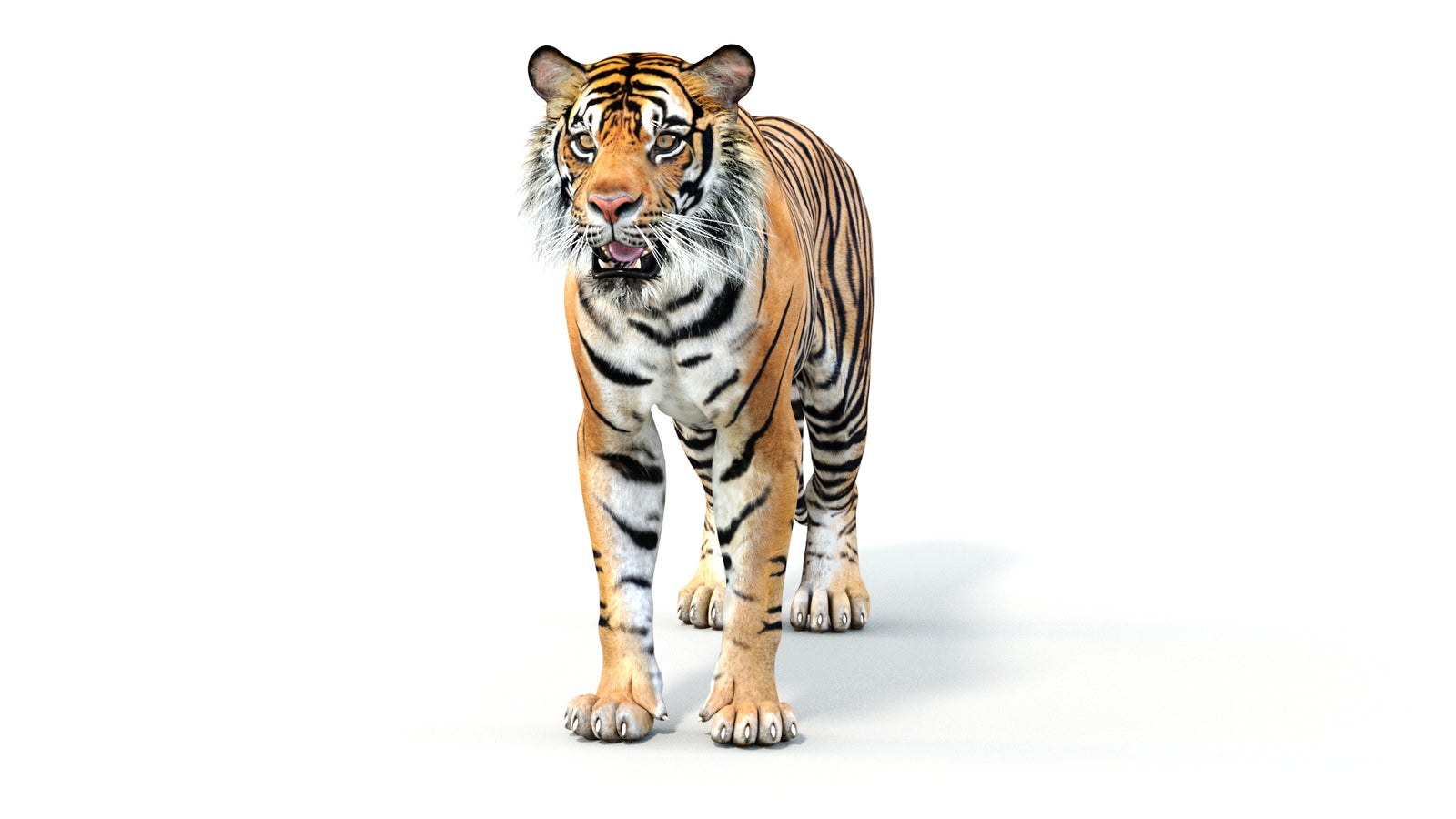 Realistic Tiger 3D Model 360° view 1 frame 35