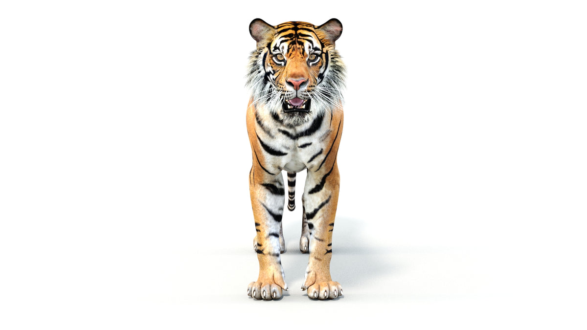 Game-Ready Sumatran Tiger 3D Model - 360 Degree View