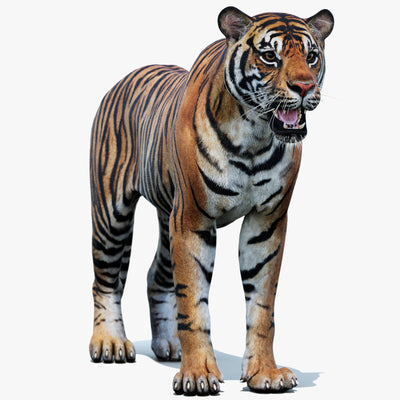 Game-Ready Sumatran Tiger 3D Model PBR