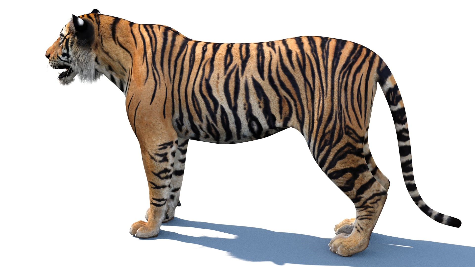 3d model of tiger side view game ready