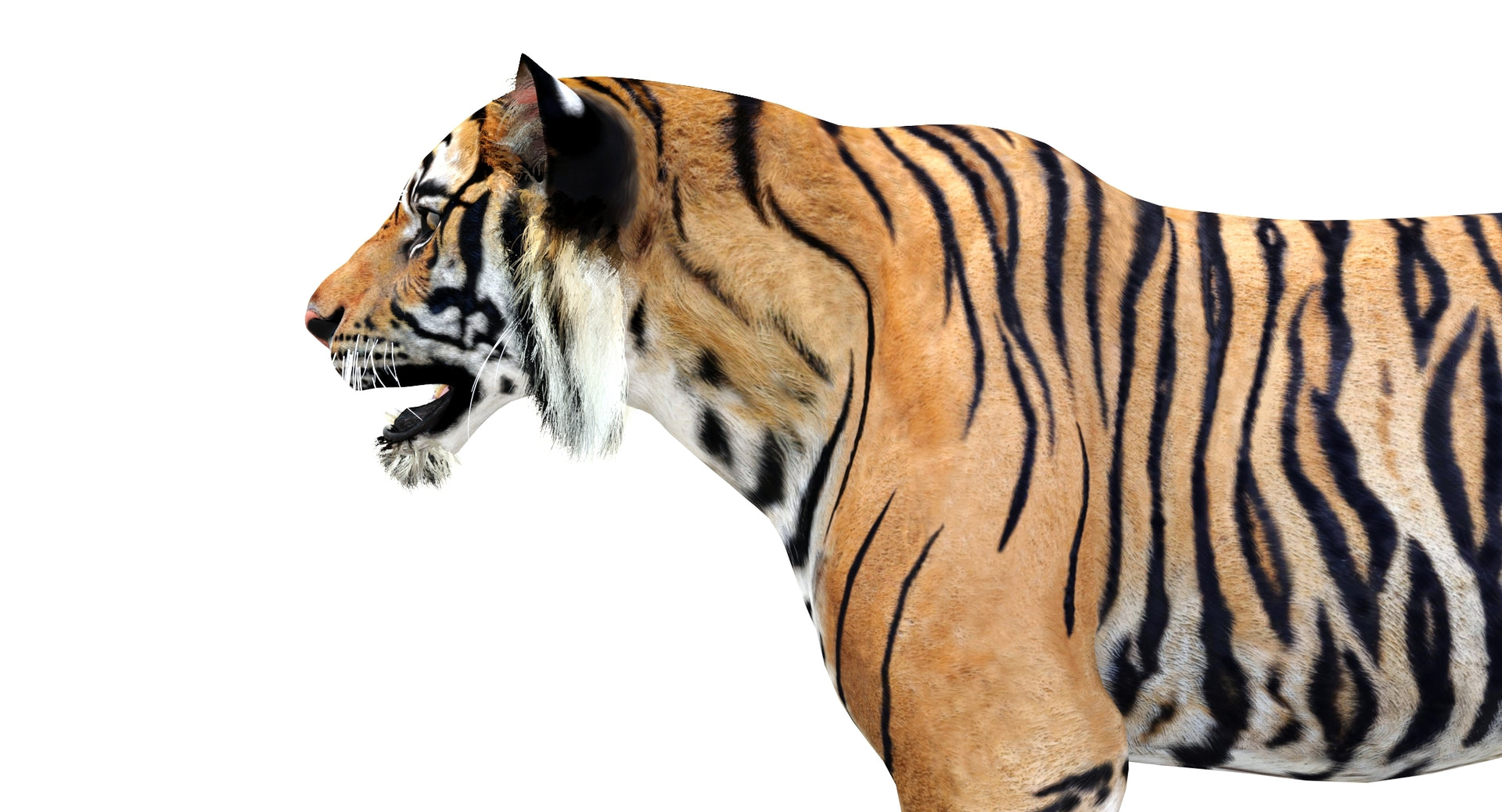 Side view of a tiger 3d model - 3ds Max Scene