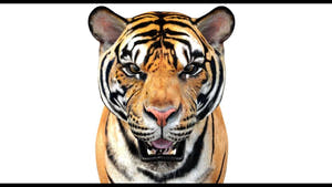 Close-up of a 3D tiger's face with a white background Angry morph target Thumbnail