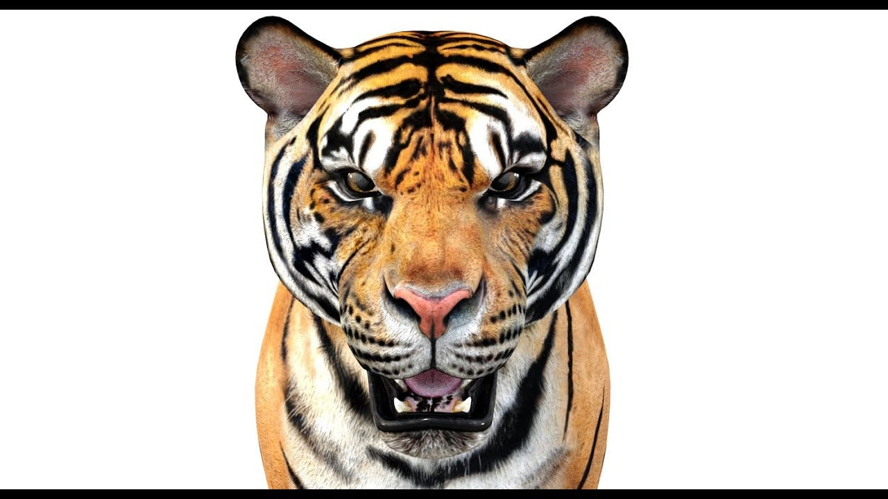 Close-up of a 3D tiger's face with a white background Angry morph target