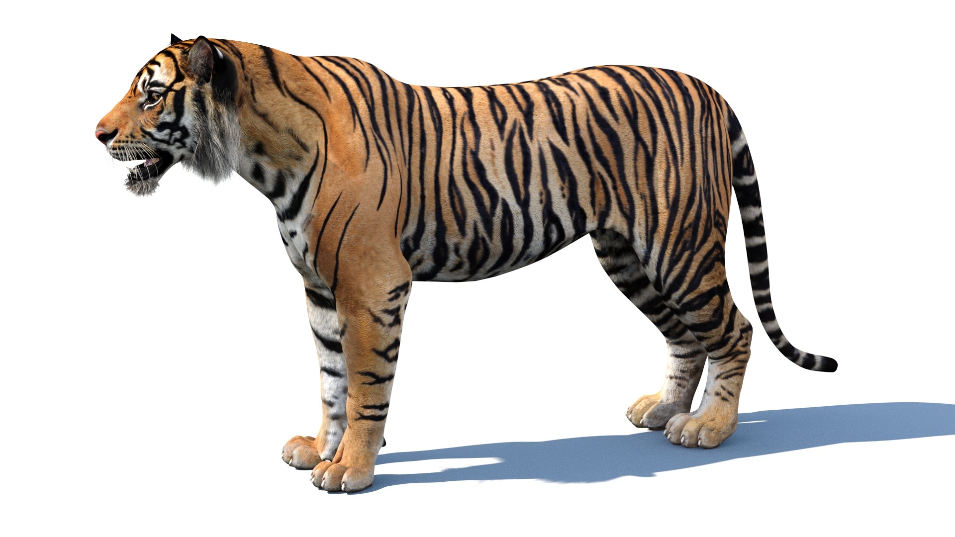 Realistic Tiger 3D Model - 3Ds Max Arnold Renderer