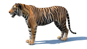 Realistic Tiger 3D Model - 3Ds Max Arnold Renderer Thumbnail