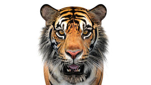 Tiger 3D model Face Close-up View from Front Thumbnail