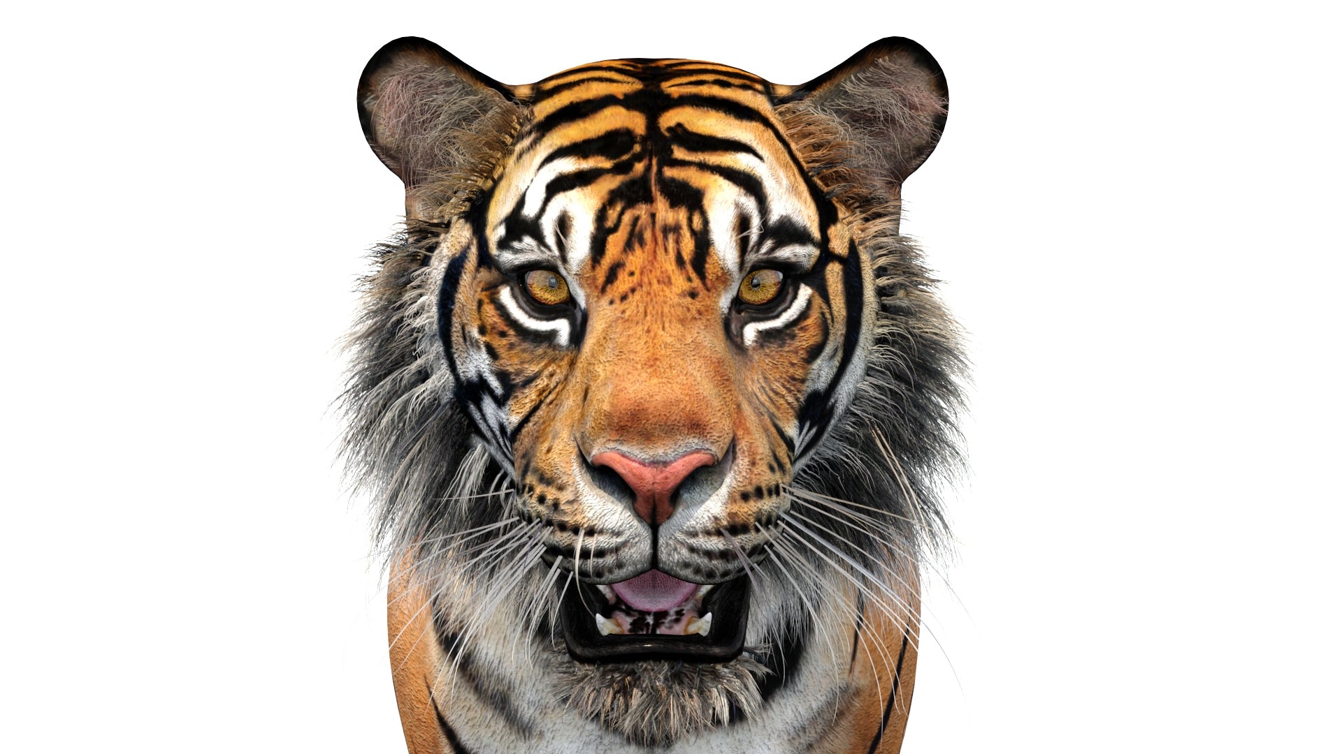 Tiger 3D model Face Close-up View from Front