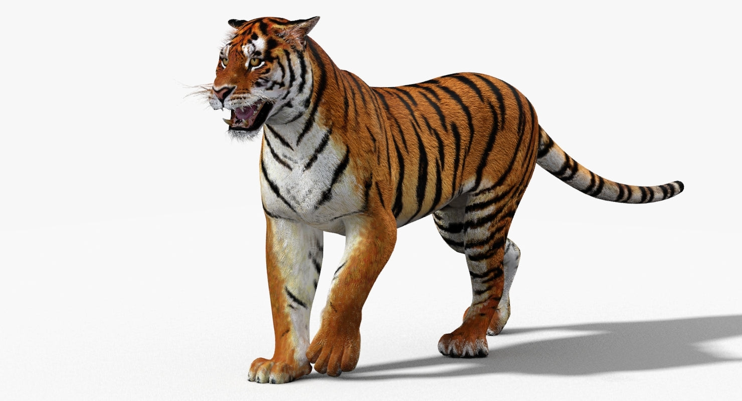 Powerful Siberian tiger for game and VR, walking forward with mouth wide open in fierce roar, realistic 3D rendered model
