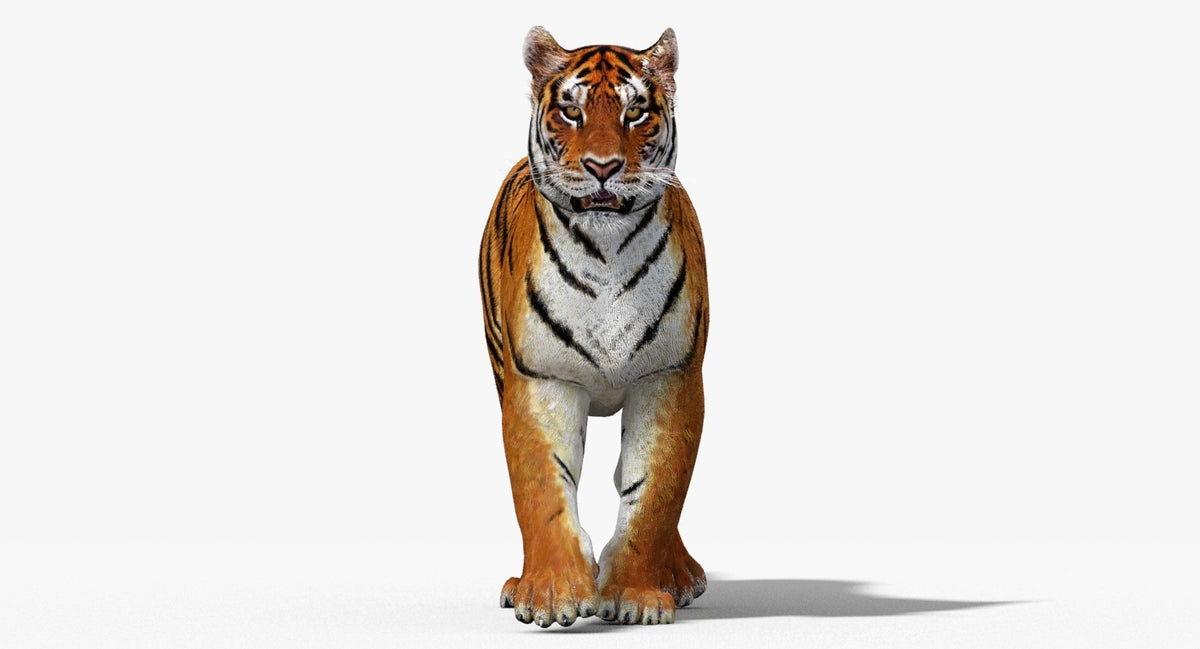 3D model of a tiger on a white background