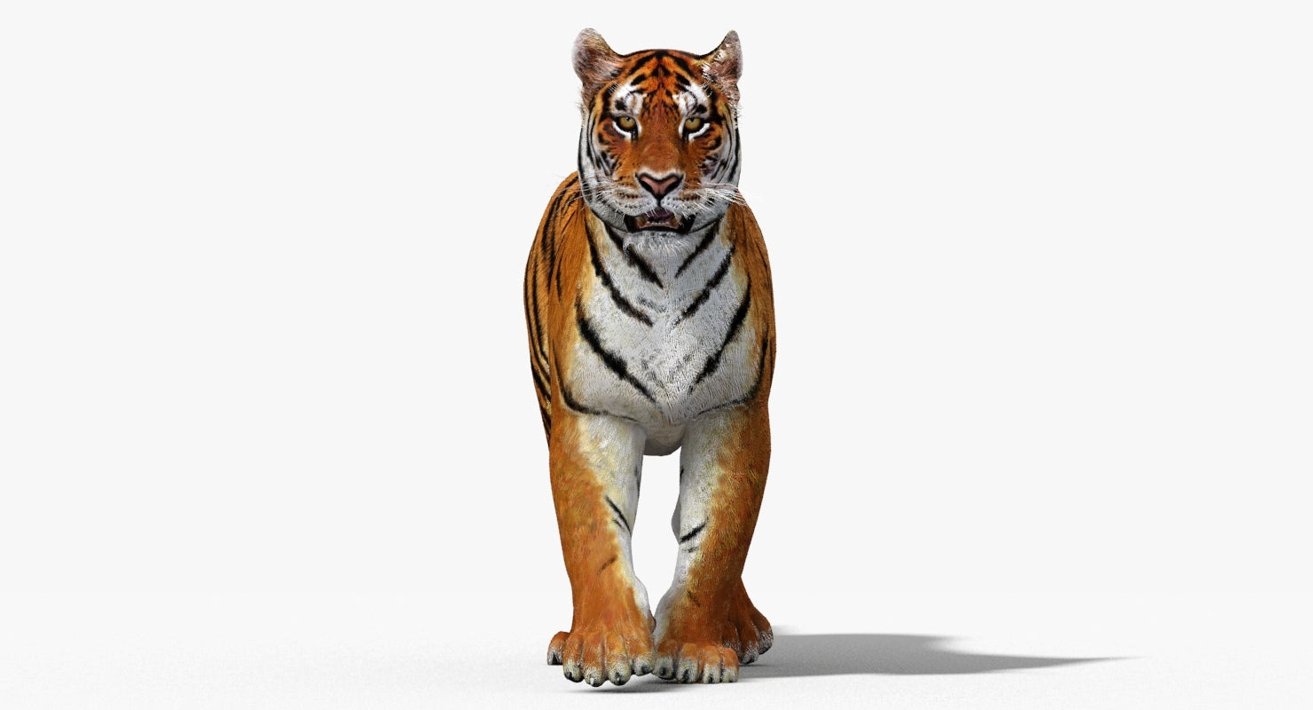 3D model of a tiger on a white background