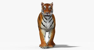 3D model of a tiger on a white background Thumbnail