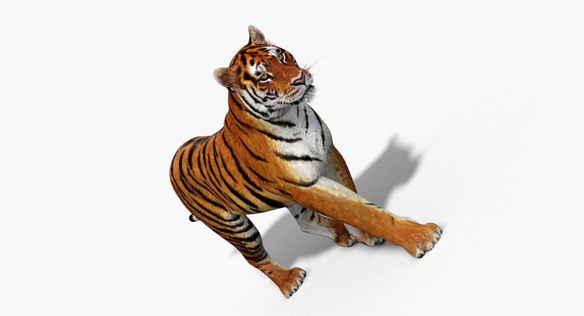 Siberian tiger for game and VR, walking calmly with intense stare, lifelike 3D rendered model on white background