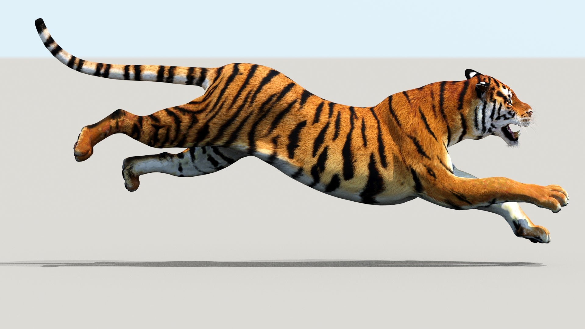 Siberian tiger for game and VR, running in side view with dynamic motion, lifelike 3D rendered model