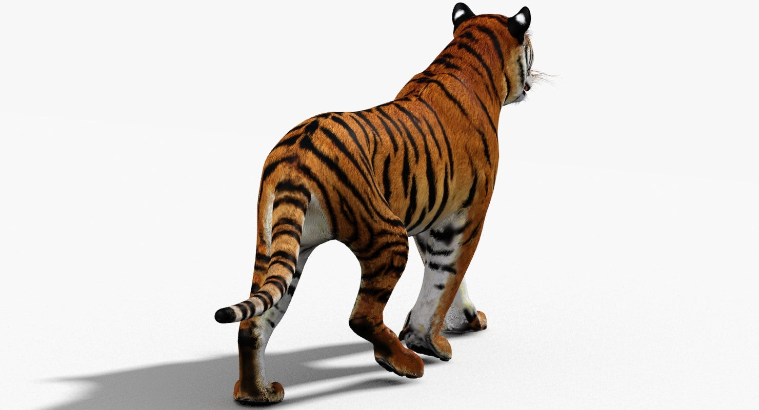 3D model of a tiger back view on a white background