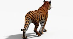 3D model of a tiger back view on a white background Thumbnail