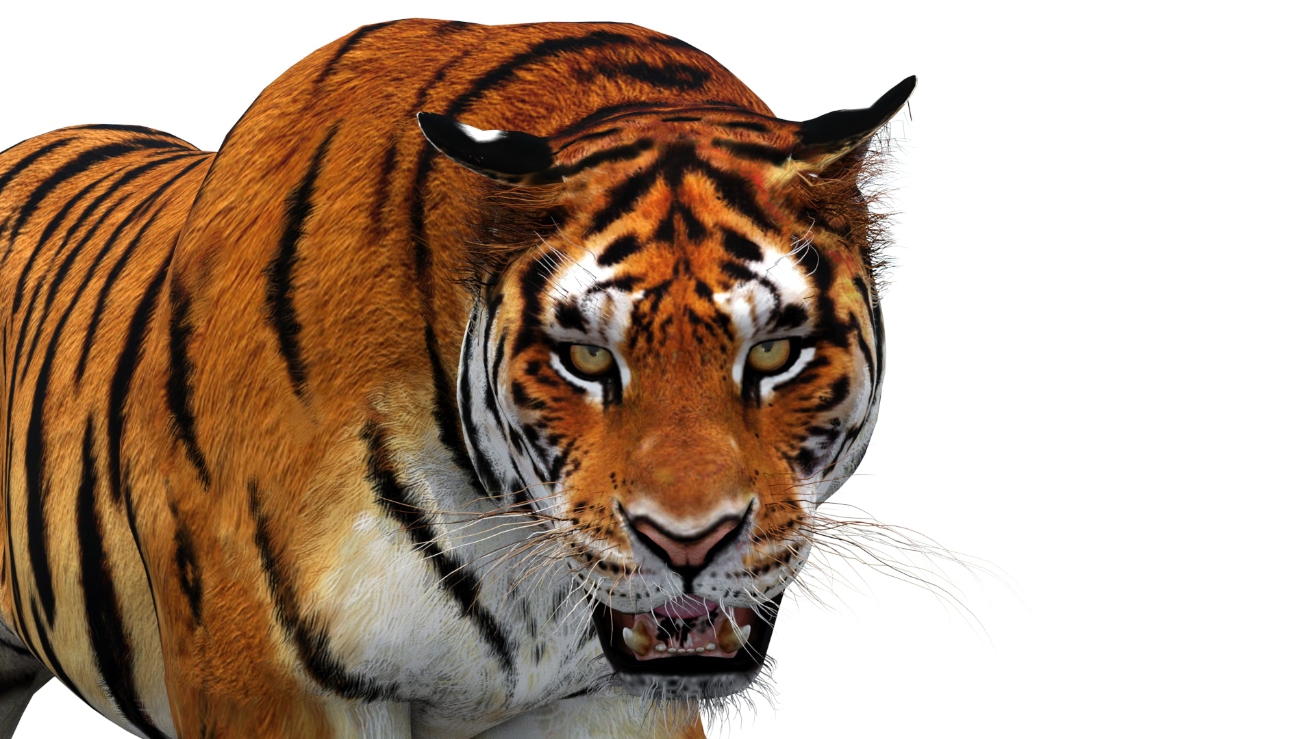 Close-up 3D model of a tiger without full fur on a white background, simplified fur version optimized for game use