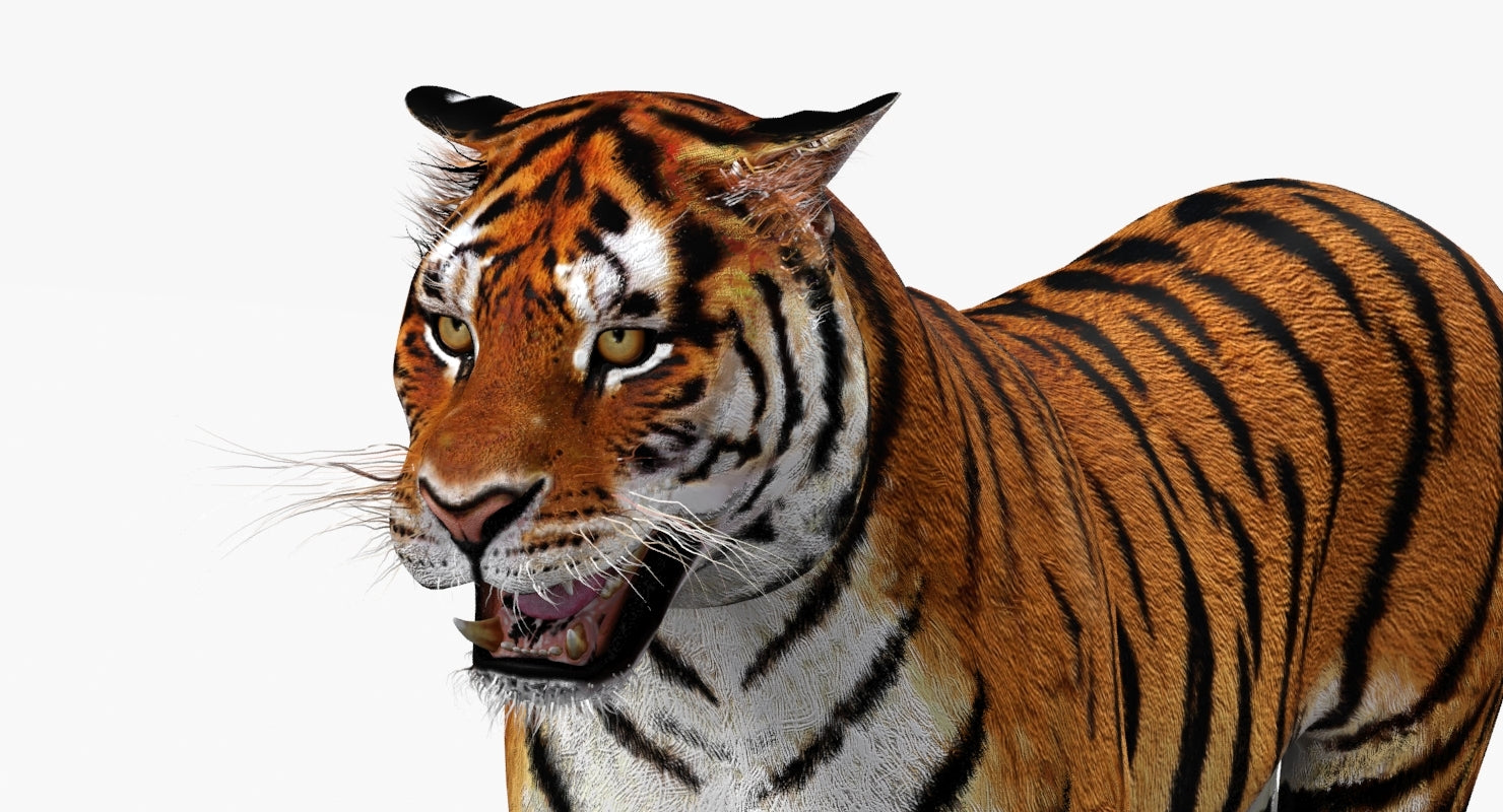 Close-up of a tiger with a white background