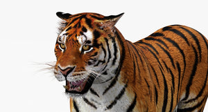 Close-up of a tiger with a white background Thumbnail