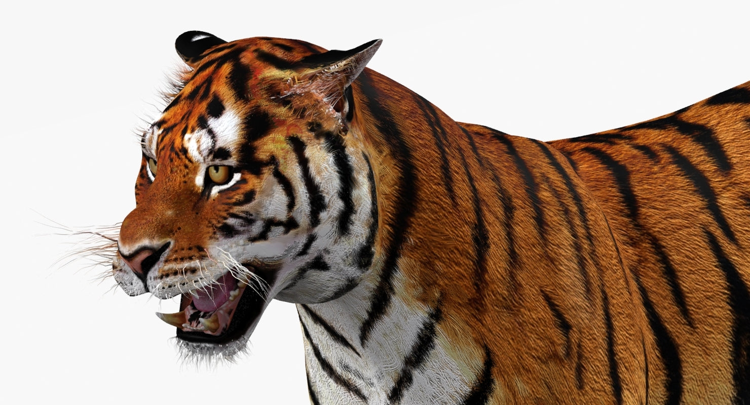 Close-up of a 3d tiger model with a white background