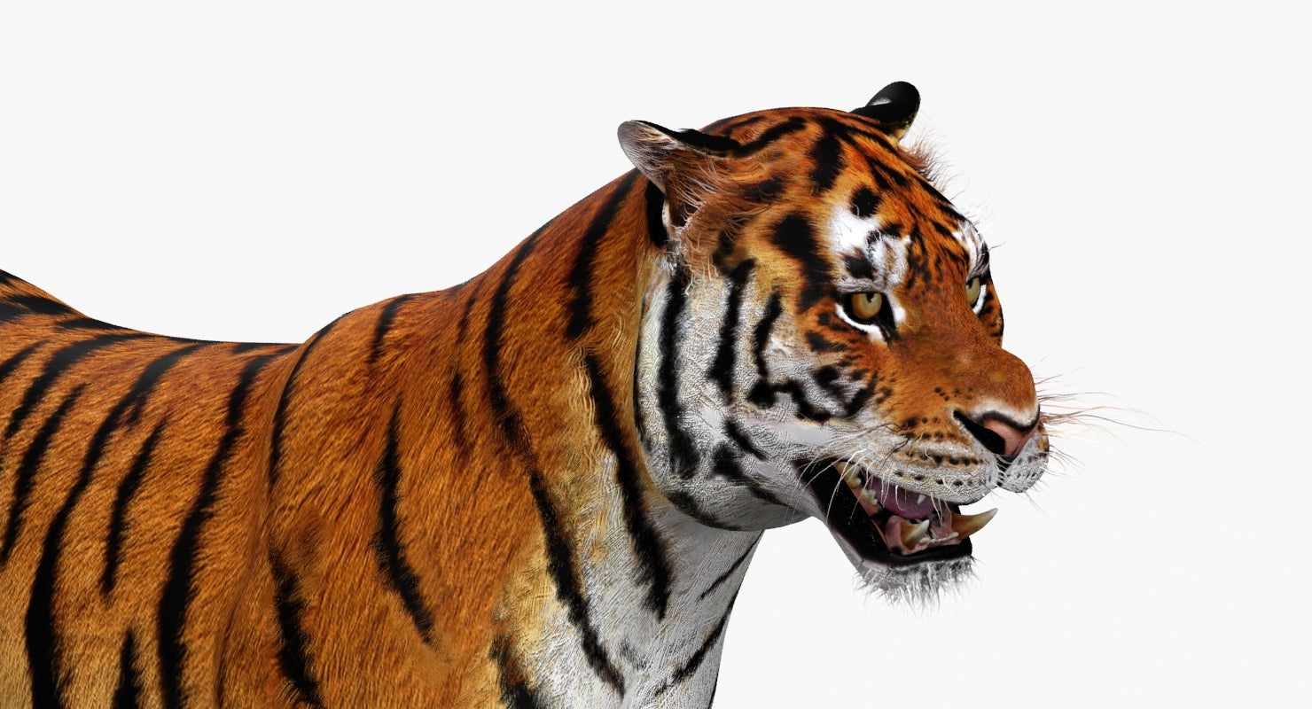 Realistic close-up 3D tiger model face with open mouth for game
