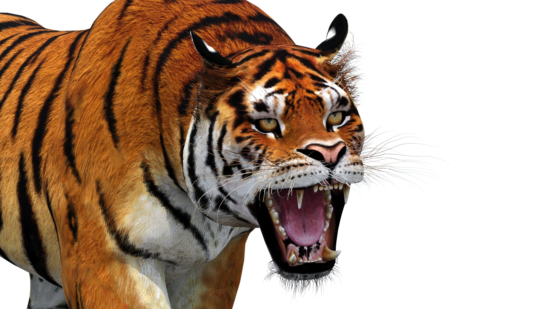 Roaring 3d model of tiger on a white background