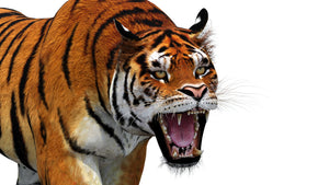 Roaring 3d model of tiger on a white background Thumbnail