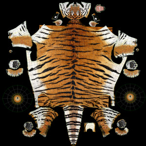 Realistic tiger 3D model body UV maps for texturing Thumbnail