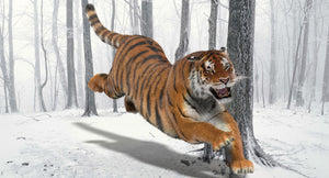 Animated Tiger 3D Model with Realistic Fur Thumbnail