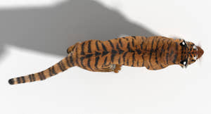 Animated Tiger 3D Model with Realistic Fur Top View Thumbnail