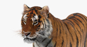 Animated Tiger 3D Model with Realistic Fur - Close Up View Thumbnail