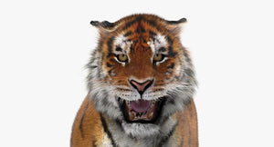 Animated Tiger 3D Model with Realistic Fur - Close Up Front View Thumbnail