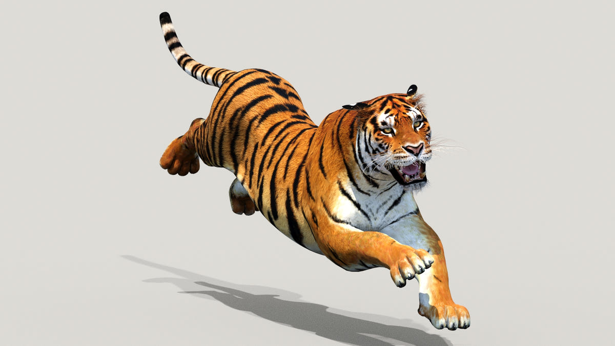 Animated Tiger 3D Model running animation cycle for download