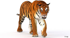 Game Ready 3D tiger model for download - V-Ray rendering Thumbnail