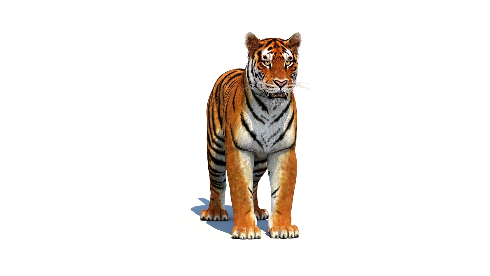 Tiger 3D Model - 360 Degree View
